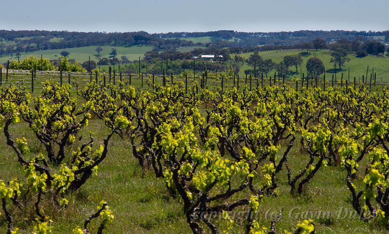 High Sands Vineyard, Yangarra IMGP7433.jpg